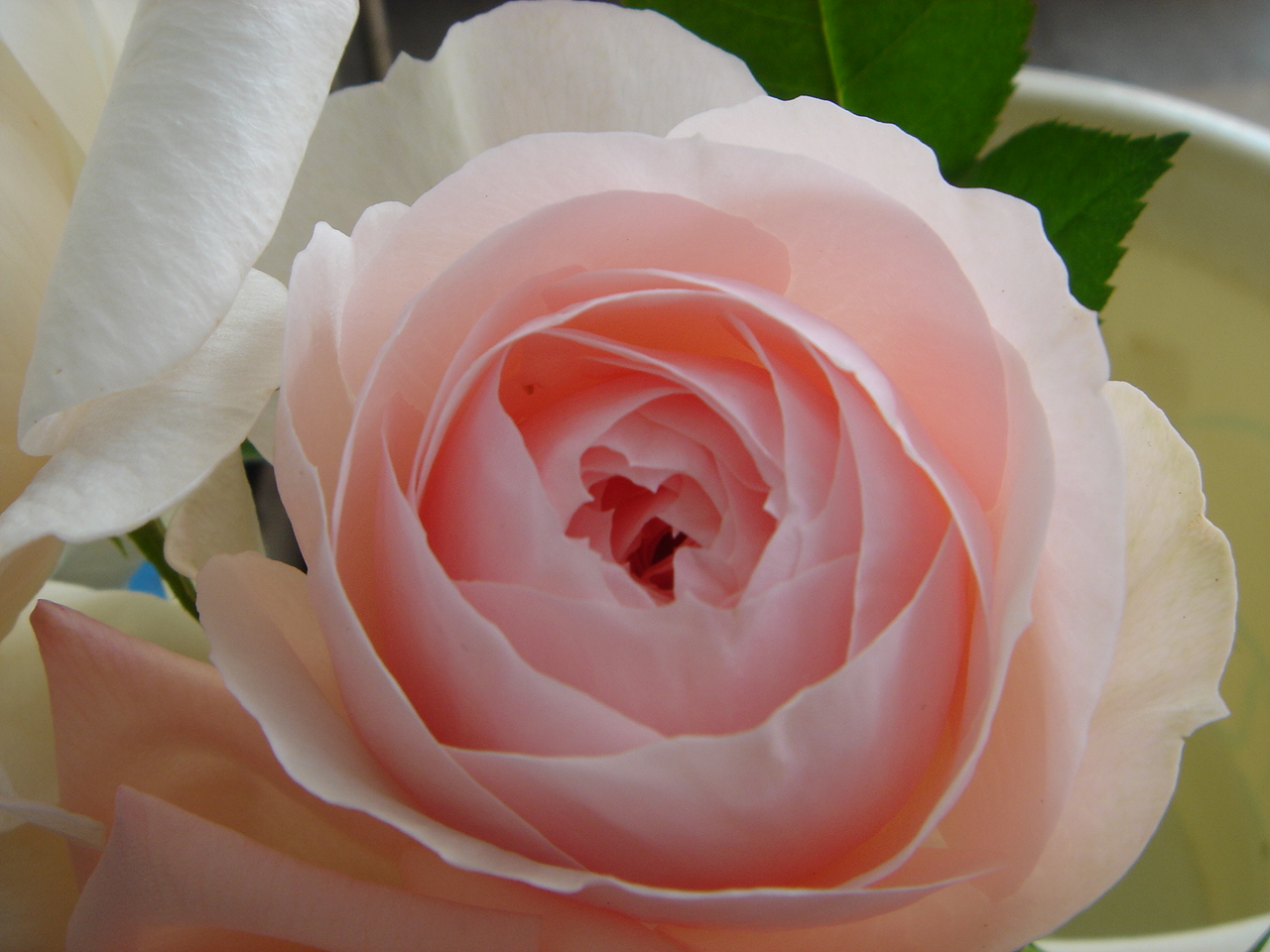 薔薇の花の形でアレンジの雰囲気が変える ヨーロピアンフラワーデザインの教科書 ドイツトップフローリストアカデミー